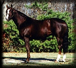 COLONEL RUGER  ~  AQHA Stallion