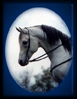 AO RUSSIAN SUNSET - Arabian Stallion